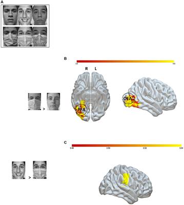 On the brain struggles to recognize basic facial emotions with face masks: an fMRI study